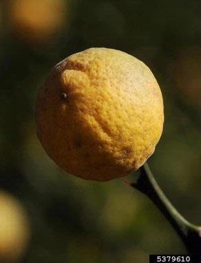 trifoliate orange, Poncirus trifoliata  (Sapindales: Rutaceae) - 5379610