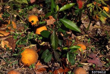 trifoliate orange, Poncirus trifoliata  (Sapindales: Rutaceae) - 5379612