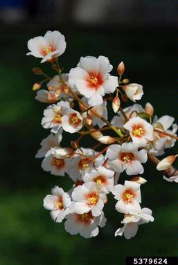 tungoil tree, Vernicia fordii  (Euphorbiales: Euphorbiaceae) - 5379624