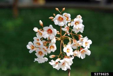 tungoil tree, Vernicia fordii  (Euphorbiales: Euphorbiaceae) - 5379625