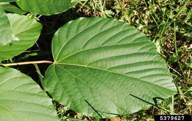 tungoil tree, Vernicia fordii  (Euphorbiales: Euphorbiaceae) - 5379627
