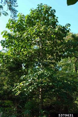 tungoil tree, Vernicia fordii  (Euphorbiales: Euphorbiaceae) - 5379631