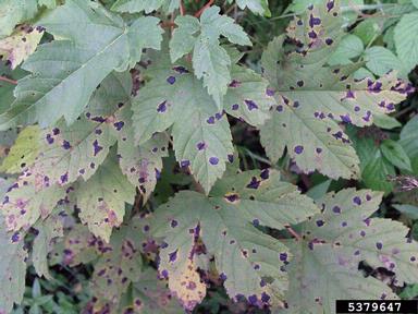 tar spot of maple (Rhytisma acerinum ) on Sycamore maple (Acer pseudoplatanus ) - 5379647