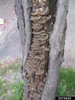 turkey tail (Trametes versicolor ) on crabapple and apple (Malus spp. ) - 5379656