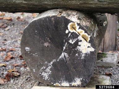 wet rot (Coniophora puteana ) on oak (Quercus spp. ) - 5379684