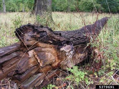 artist's conk (Ganoderma applanatum ) on oak (Quercus spp. ) - 5379691