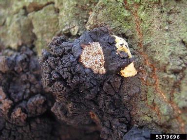 Inonotus canker (Inonotus nidus-pici ) on oak (Quercus spp. ) - 5379696