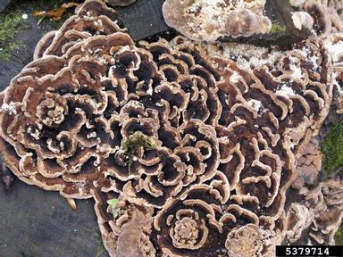 turkey tail (Trametes versicolor ) on oak (Quercus spp. ) - 5379714