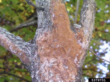 Phellinus fungus (Phellinus ferruginosus ) on goat willow (Salix caprea ) - 5379731