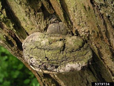 false tinder polypore (Phellinus igniarius ) on white willow (Salix alba ) - 5379734