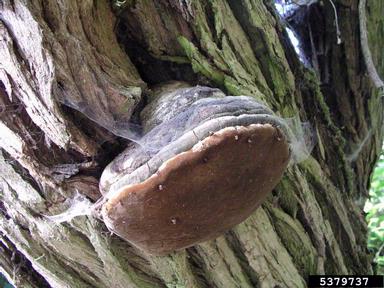 false tinder polypore (Phellinus igniarius ) on white willow (Salix alba ) - 5379737