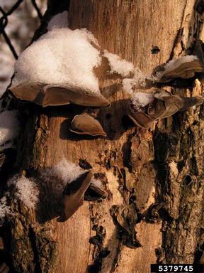 wood ear (Auricularia auricula-judae ) on common elderberry (Sambucus nigra ) - 5379745