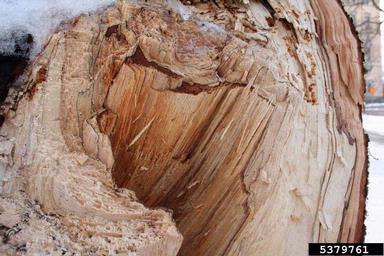 false tinder polypore (Phellinus igniarius ) on mountain ash (Sorbus spp. ) - 5379761