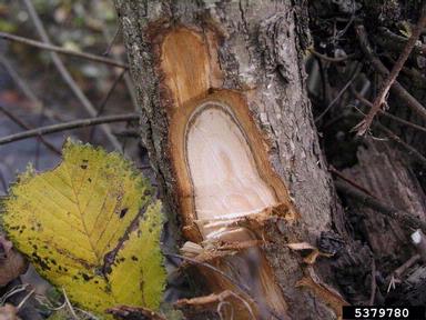 Dutch elm disease (novi-ulmi) (Ophiostoma novo-ulmi ) on elm (Ulmus spp. ) - 5379780