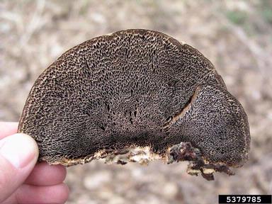 thin-walled maze polypore (Daedaleopsis confragosa ) on European alder (Alnus glutinosa ) - 5379785