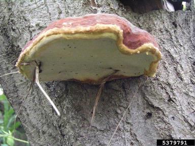 red-belted fungus (Fomitopsis pinicola ) on European alder (Alnus glutinosa ) - 5379791