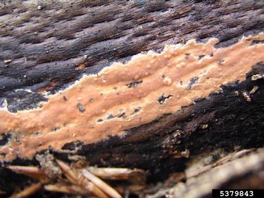 Peniophora decay (Peniophora incarnata ) on European beech (Fagus sylvatica ) - 5379843