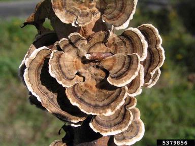 turkey tail (Trametes versicolor ) on European beech (Fagus sylvatica ) - 5379856