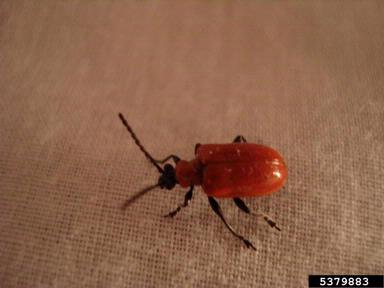 lily leaf beetle, Lilioceris lilii  (Coleoptera: Chrysomelidae) - 5379883