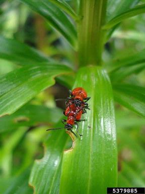lily leaf beetle, Lilioceris lilii  (Coleoptera: Chrysomelidae) - 5379885