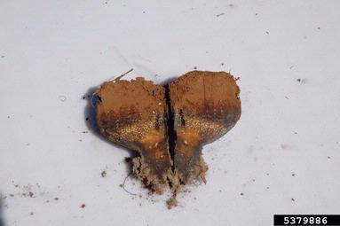 ectomycorrhizae, Pisolithus tinctorius  (Boletales: Sclerodermataceae) - 5379886