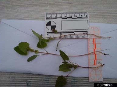 mile-a-minute weed, Persicaria perfoliata  (Polygonales: Polygonaceae) - 5379893