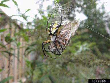 yellow garden spider (Argiope aurantia ) on dog-day cicada (Tibicen spp. ) - 5379899