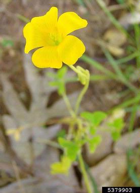 yellow woodsorrel, Oxalis stricta  (Geraniales: Oxalidaceae) - 5379903