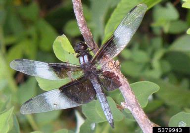 common whitetail, Libellula lydia  (Odonata: Libellulidae) - 5379943