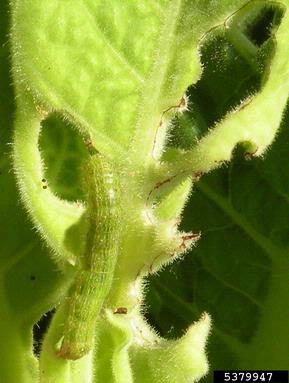bollworm (Helicoverpa zea ) on flue-cured tobacco (Nicotiana tabacum (flue-cured type)) - 5379947