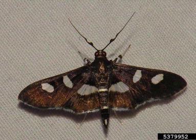 grape leaffolder, Desmia funeralis  (Lepidoptera: Crambidae) - 5379952