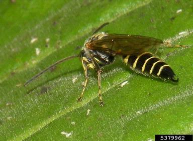Tiphiid wasps,    (Hymenoptera: Tiphiidae) - 5379962