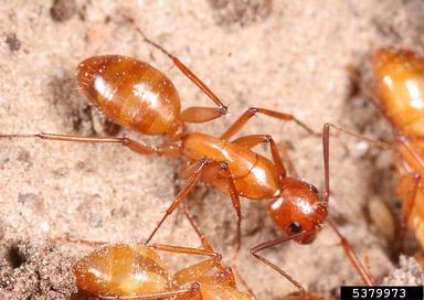 reddish carpenter ant, Camponotus castaneus  (Hymenoptera: Formicidae) - 5379973