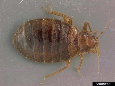 bed bug, Cimex lectularius  (Hemiptera: Cimicidae) - 5380030