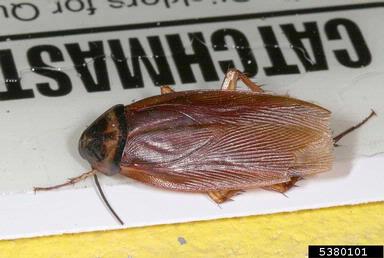 American cockroach, Periplaneta americana  (Blattodea: Blattidae) - 5380101
