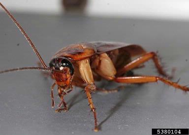 American cockroach, Periplaneta americana  (Blattodea: Blattidae) - 5380104