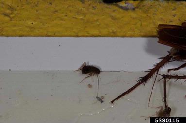American cockroach, Periplaneta americana  (Blattodea: Blattidae) - 5380115