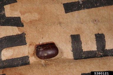 American cockroach, Periplaneta americana  (Blattodea: Blattidae) - 5380121