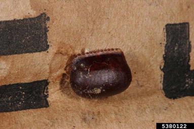American cockroach, Periplaneta americana  (Blattodea: Blattidae) - 5380122
