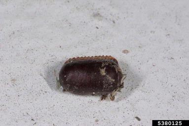 American cockroach, Periplaneta americana  (Blattodea: Blattidae) - 5380125