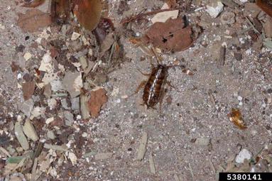 American cockroach, Periplaneta americana  (Blattodea: Blattidae) - 5380141