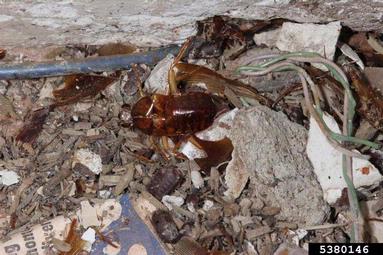 American cockroach, Periplaneta americana  (Blattodea: Blattidae) - 5380146