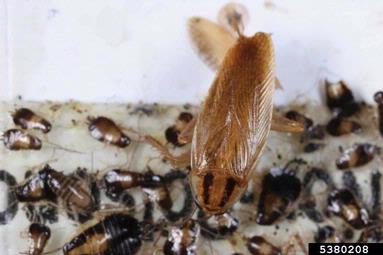 German cockroach, Blattella germanica  (Blattodea: Blattellidae) - 5380208