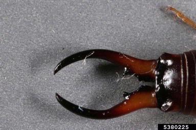 European earwig, Forficula auricularia  (Dermaptera: Forficulidae) - 5380225