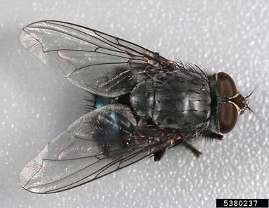 blue blowfly, Calliphora vicina  (Diptera: Calliphoridae) - 5380237