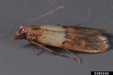 Indianmeal moth, Plodia interpunctella  (Lepidoptera: Pyralidae) - 5380242