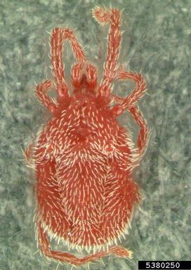 Erythraeid mite, Balaustium spp.  (Acari: Erythraeidae) - 5380250