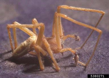 yellow sac spider, Cheiracanthium mildei  (Araneae: Clubionidae) - 5380271