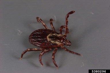 American dog tick, Dermacentor variabilis  (Acari: Ixodidae) - 5380296