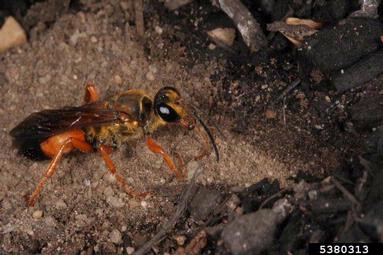 great golden digger wasp, Sphex ichneumoneus  (Hymenoptera: Sphecidae) - 5380313